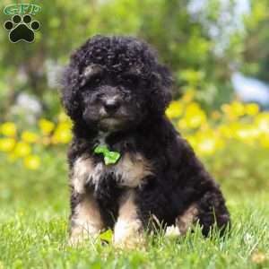 Benji, Mini Bernedoodle Puppy